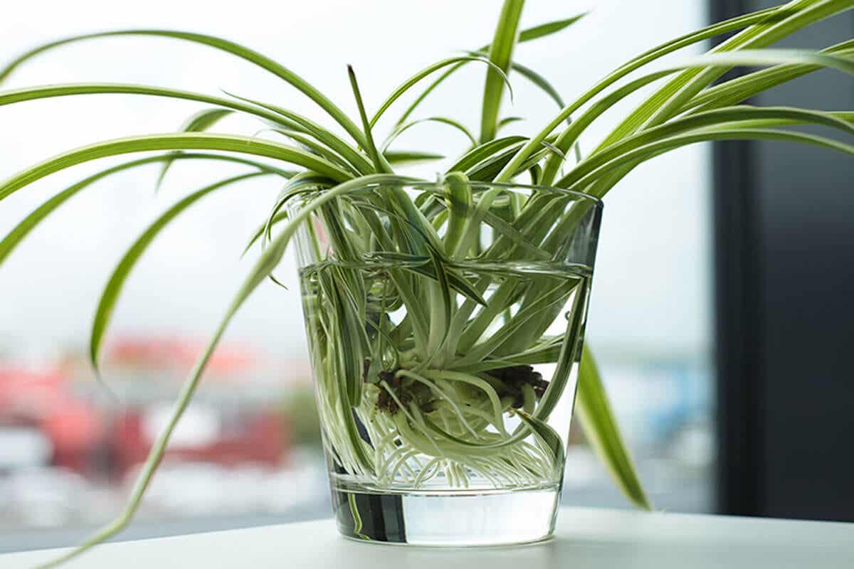 Ableger einer Grünlilie in einem Wasserglas