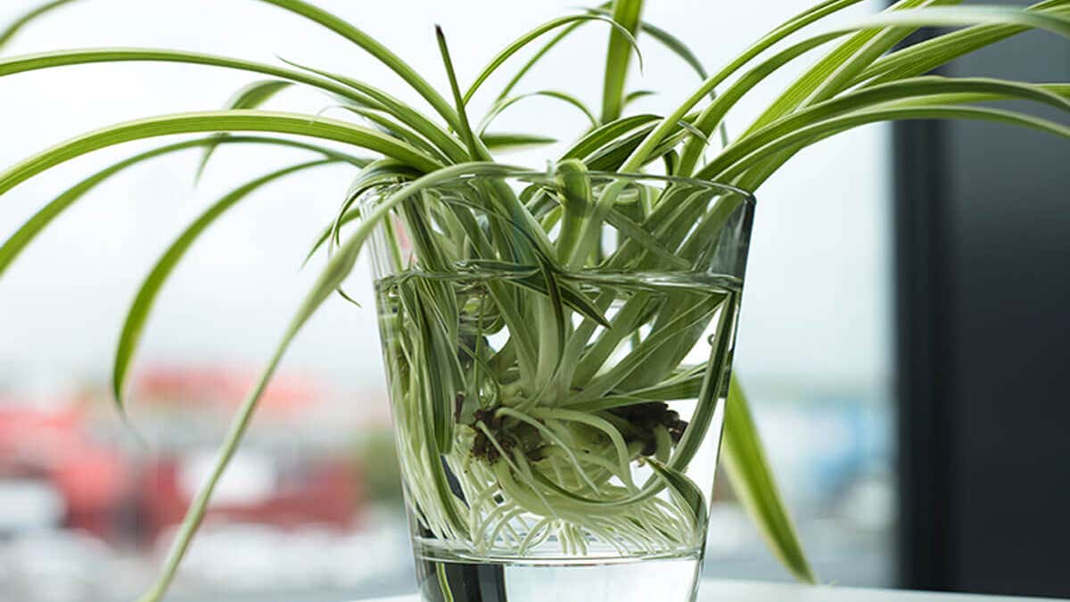 Pianta Rgno Come riprodurre e curare il nastrino o pianta ragno