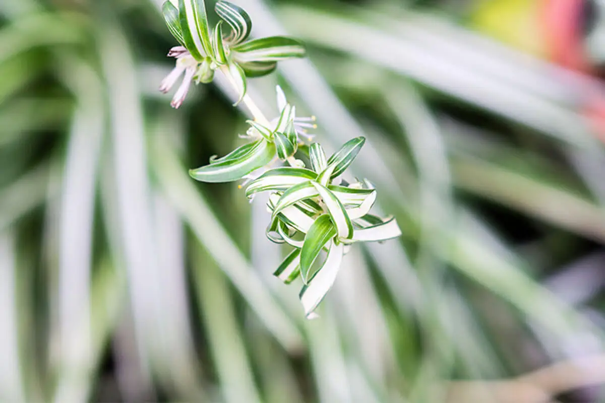 Propagar la planta de araña en tierra es sencillo, necesitas cortar los brotes que salen de los tallos.
