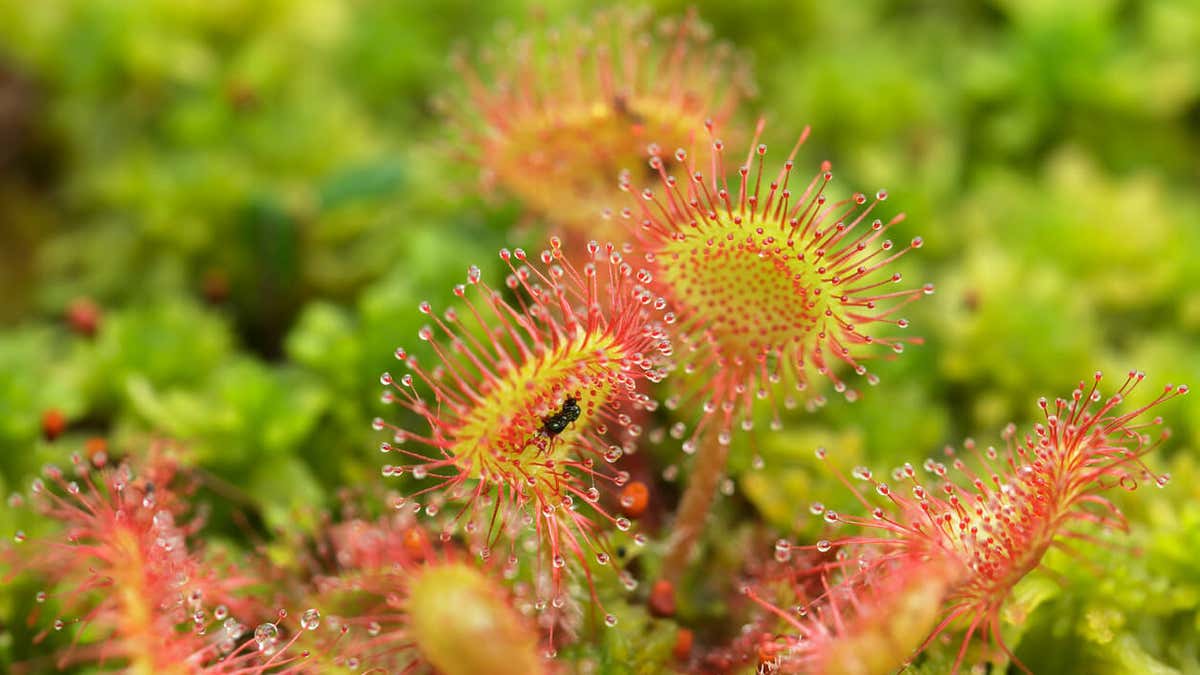 Plantele Carnivore Caracteristici Tipuri i ngrijire plantele-carnivore-caracteristici-tipuri-i-ngrijire