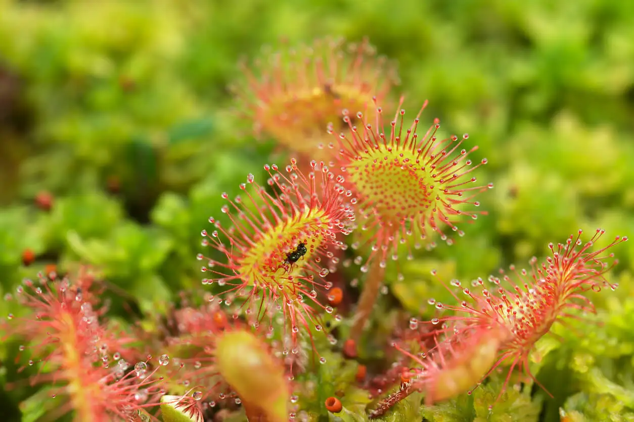 Drosera rotundifolia este una dintre plantele carnivore