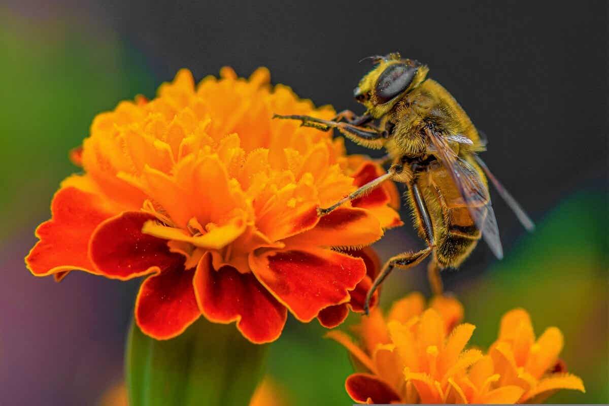Quels sont les animaux pollinisateurs ?