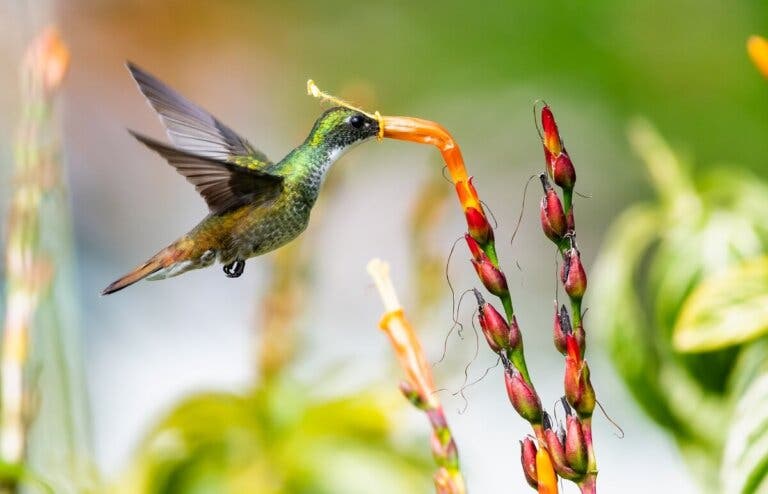 Cómo tener un jardín amigable con los animales polinizadores