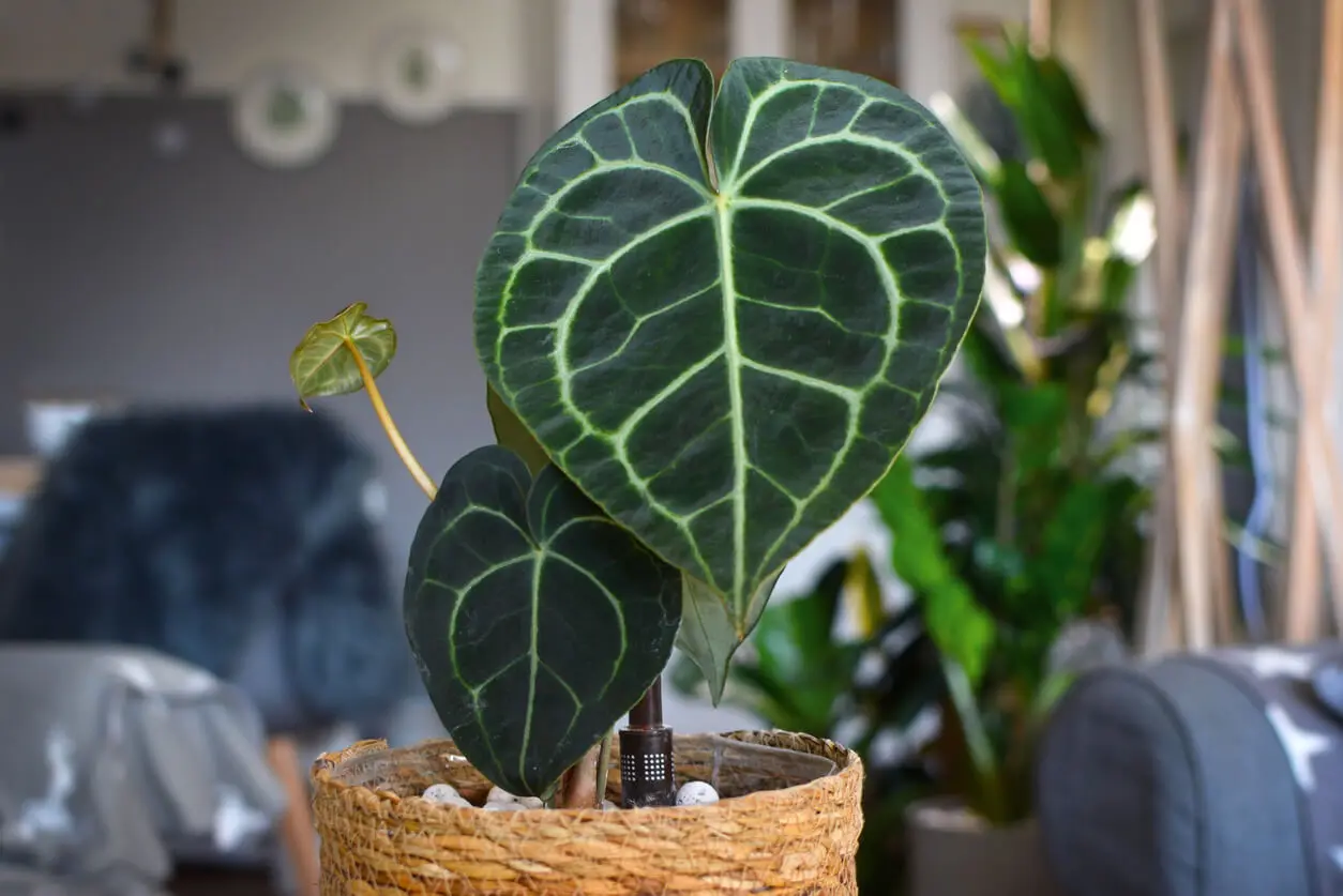 Anthurium clarinervium es una de las plantas pequeñas con hojas llamativas.