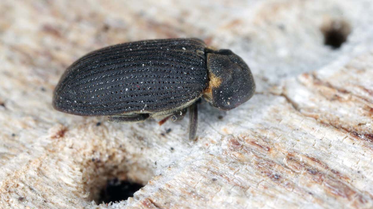 Comment liminer Les Vers Bois Les Mites Ou Les Termites comment-liminer-les-vers-bois-les-mites-ou-les-termites
