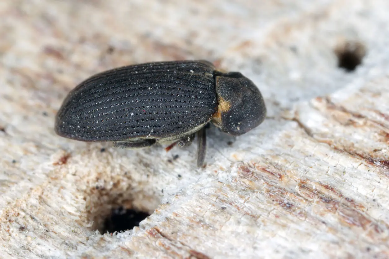 insecte ver à bois