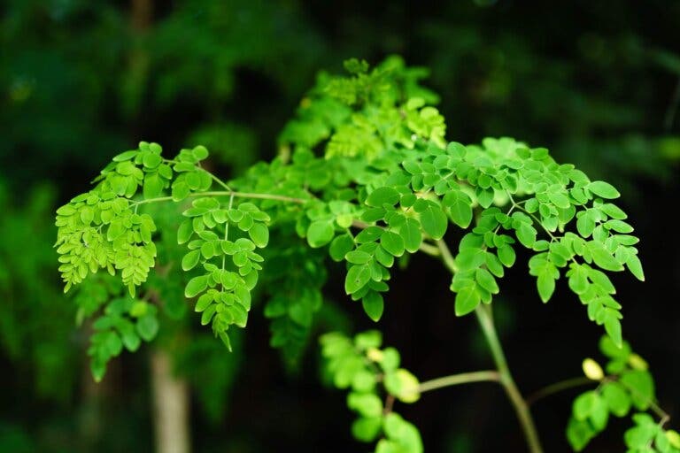 Guía completa para sembrar moringa en casa: ¡sigue estos pasos!