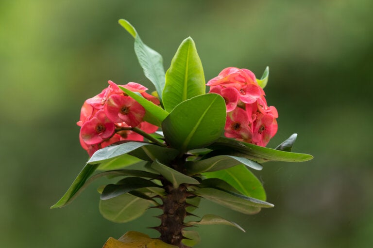 Corona de Cristo: consejos de cuidado para que tu planta florezca todo el año