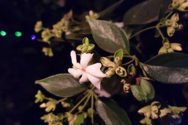 Cuidados de la dama de la noche.