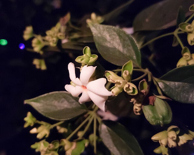 Cuidados de la dama de noche para potenciar el aroma de sus flores - Mejor  con Salud