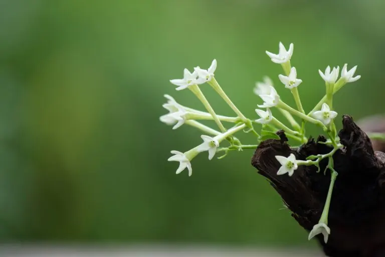 Cuidados de la dama de noche para potenciar el aroma de sus flores