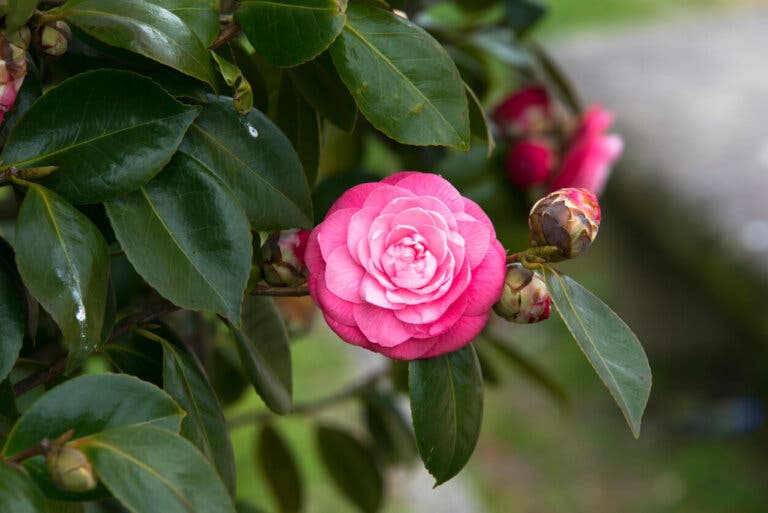 7 flores parecidas a las rosas para tener en tu jardín