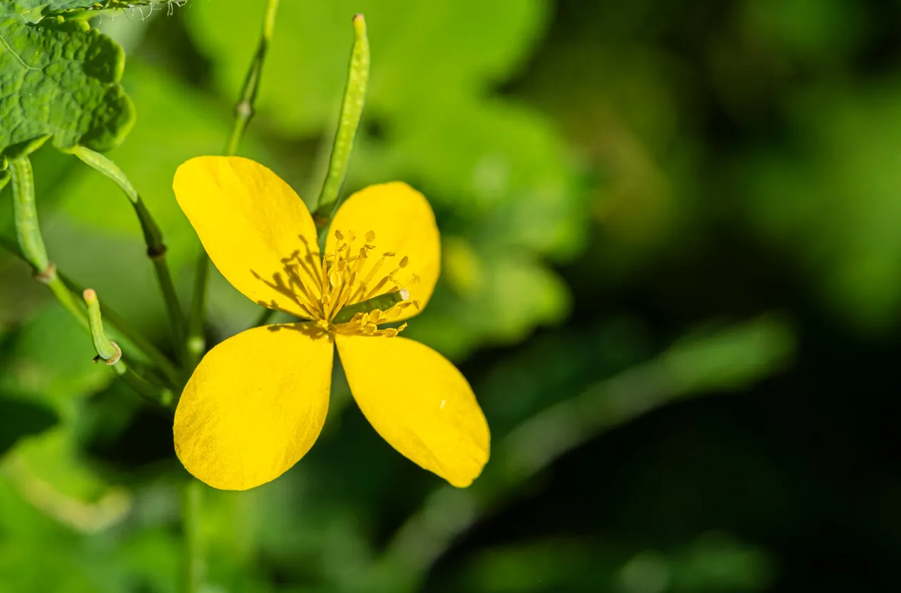 Chelidonium majus.