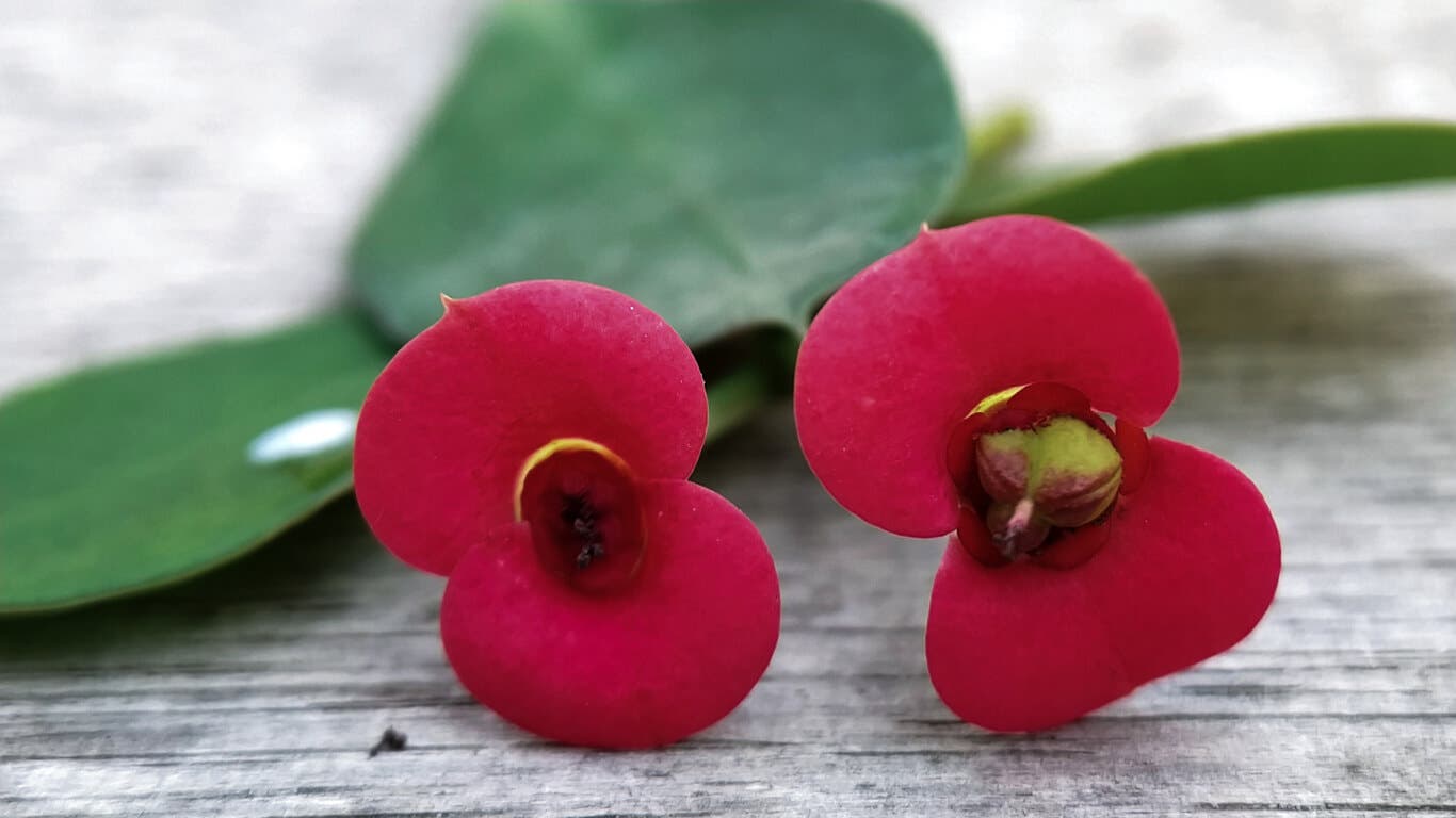 Flores de la corona de Cristo.