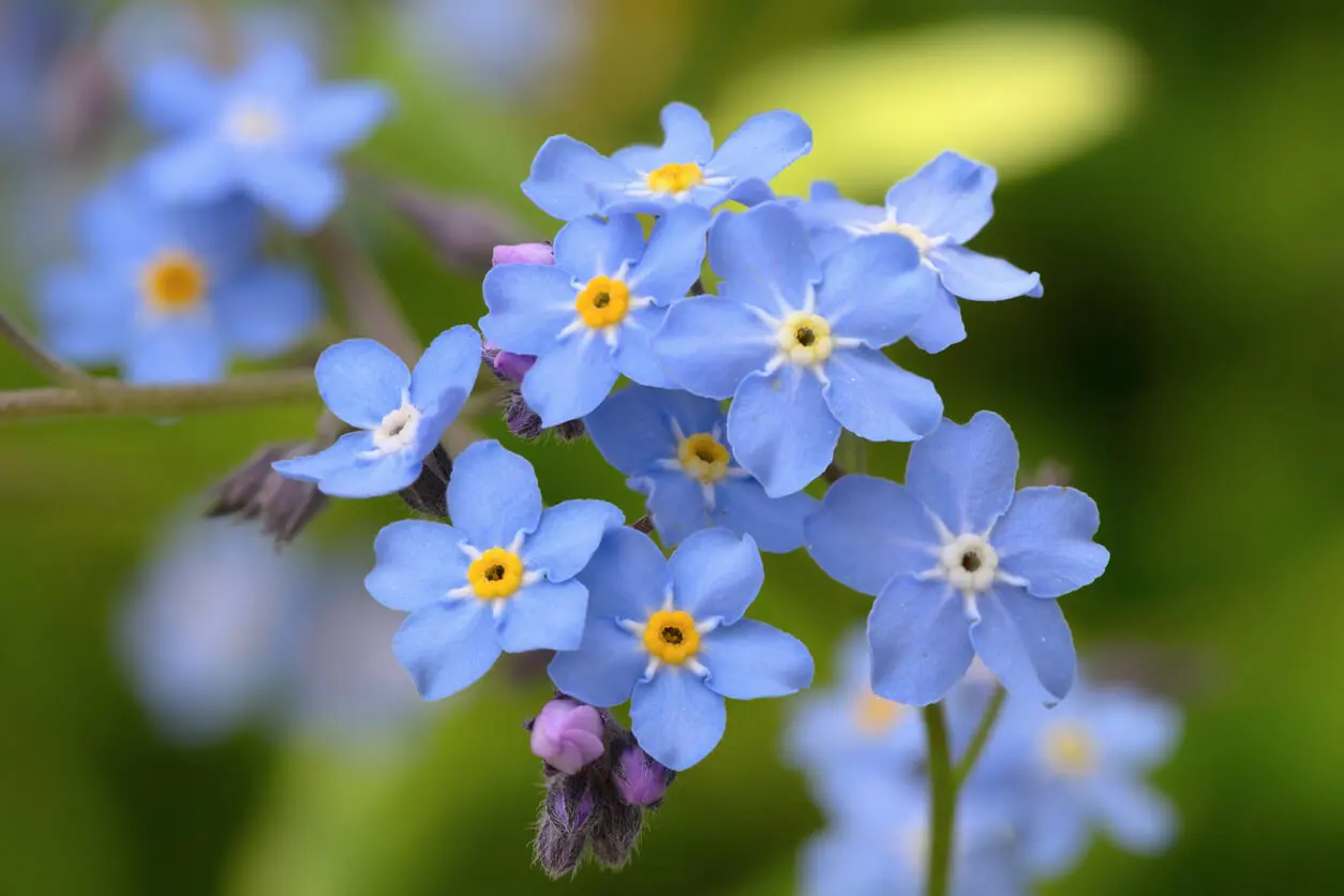 Flores de nomeolvides.