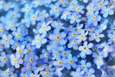 Planta 'nomeolvides': los mejores consejos y cuidados para su floración