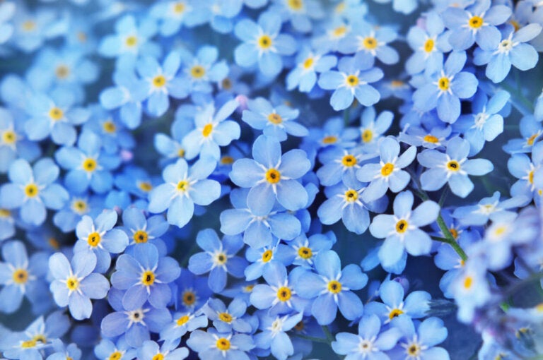 Planta 'nomeolvides': los mejores consejos y cuidados para su floración -  Mejor con Salud