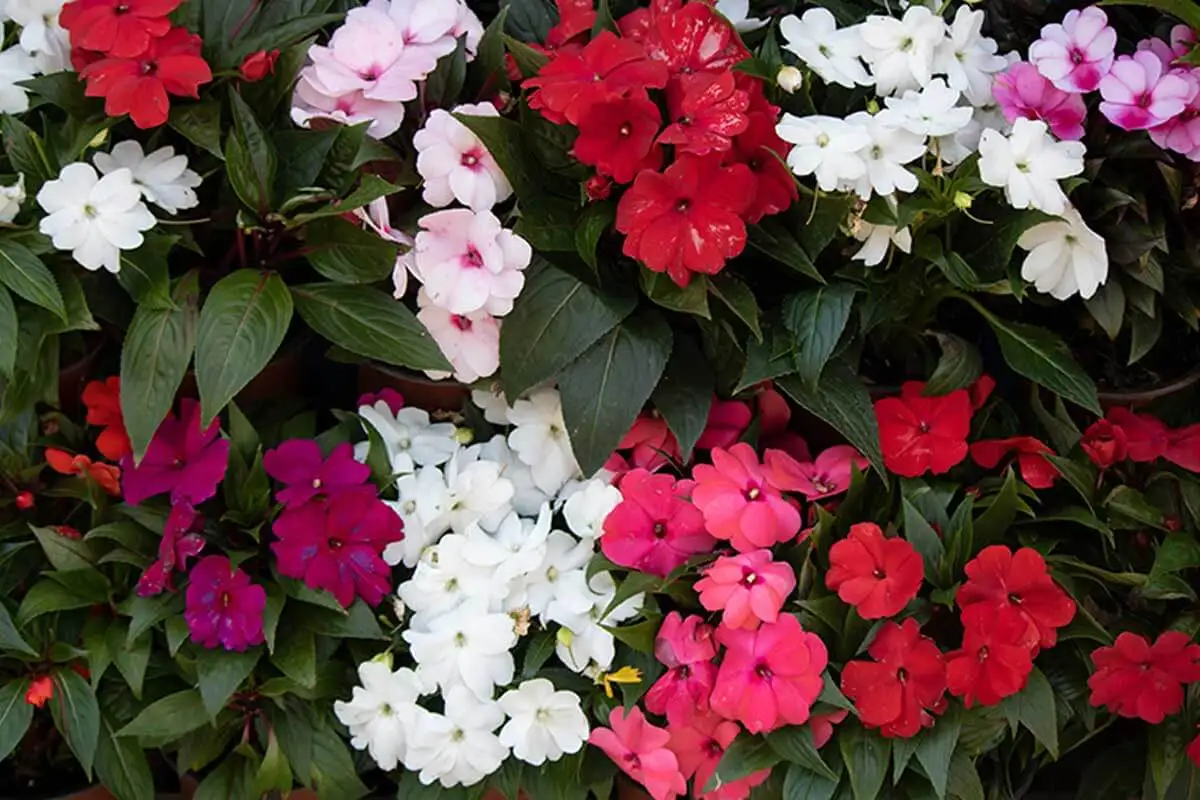 Las impatiens dobles son flores que se parecen bastante a las rosas sencillas.