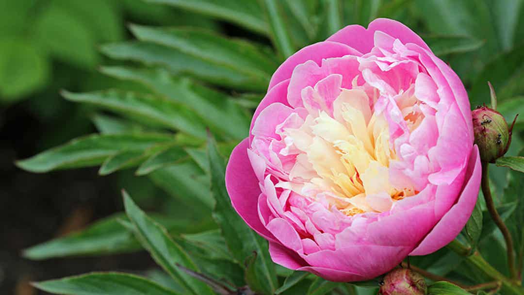 7 Roselignende Blomster Til Hagen Din 7-roselignende-blomster-til-hagen-din
