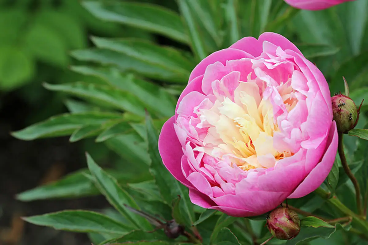 rosenähnliche Blumen - Pfingstrosenblüte
