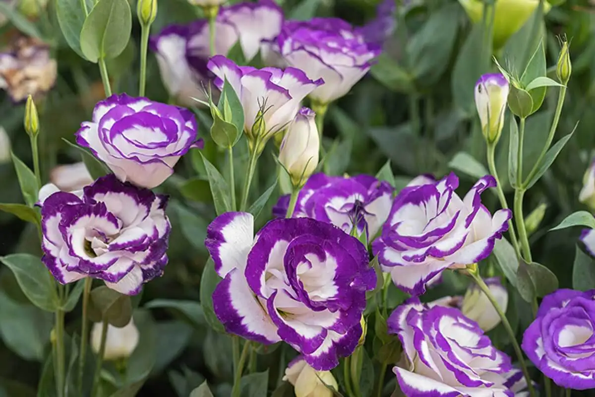 Den japanska rosen finns i många olika färger.