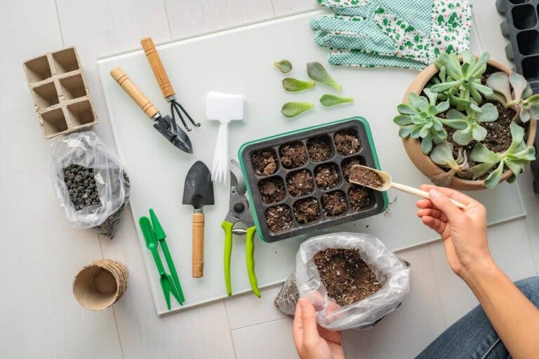 Te contamos los pasos y las mejores especies para hacer tu jardín de suculentas