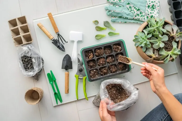 Te contamos los pasos y las mejores especies para hacer tu jardín de suculentas