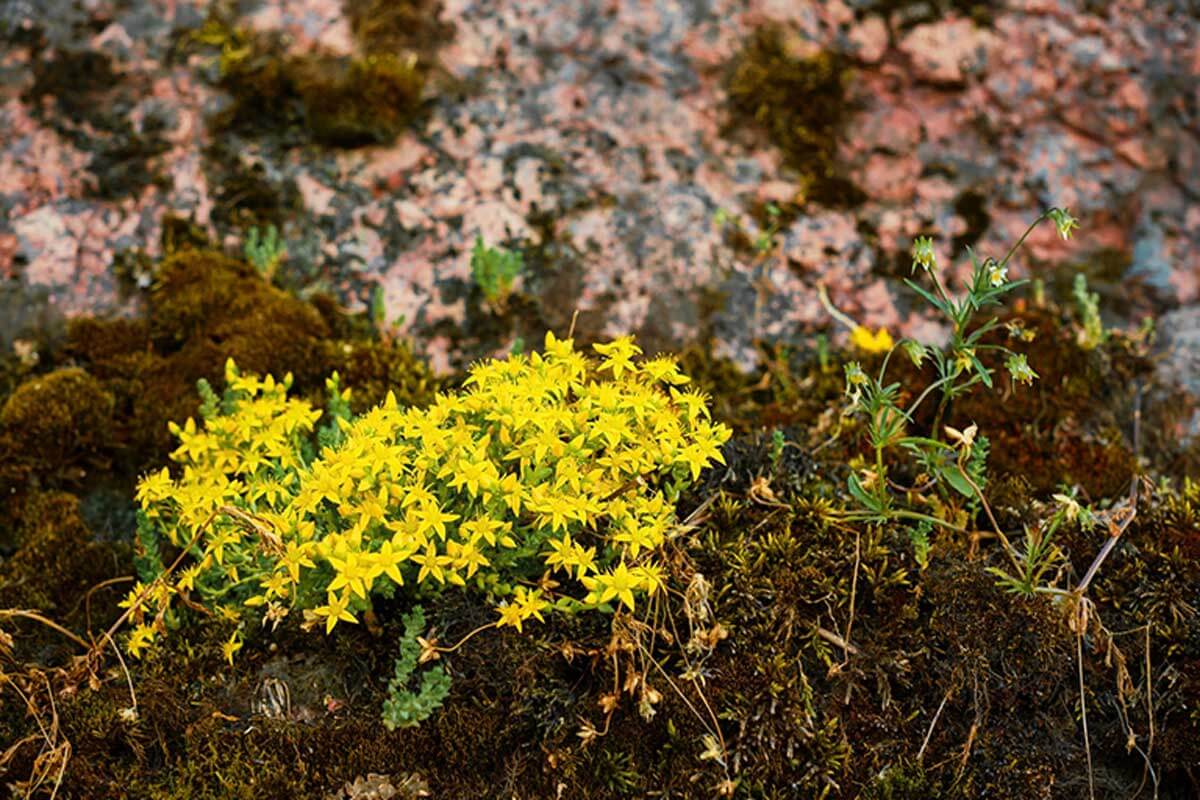 Las suculentas sedum son muy resistentes a los cambios de clima.