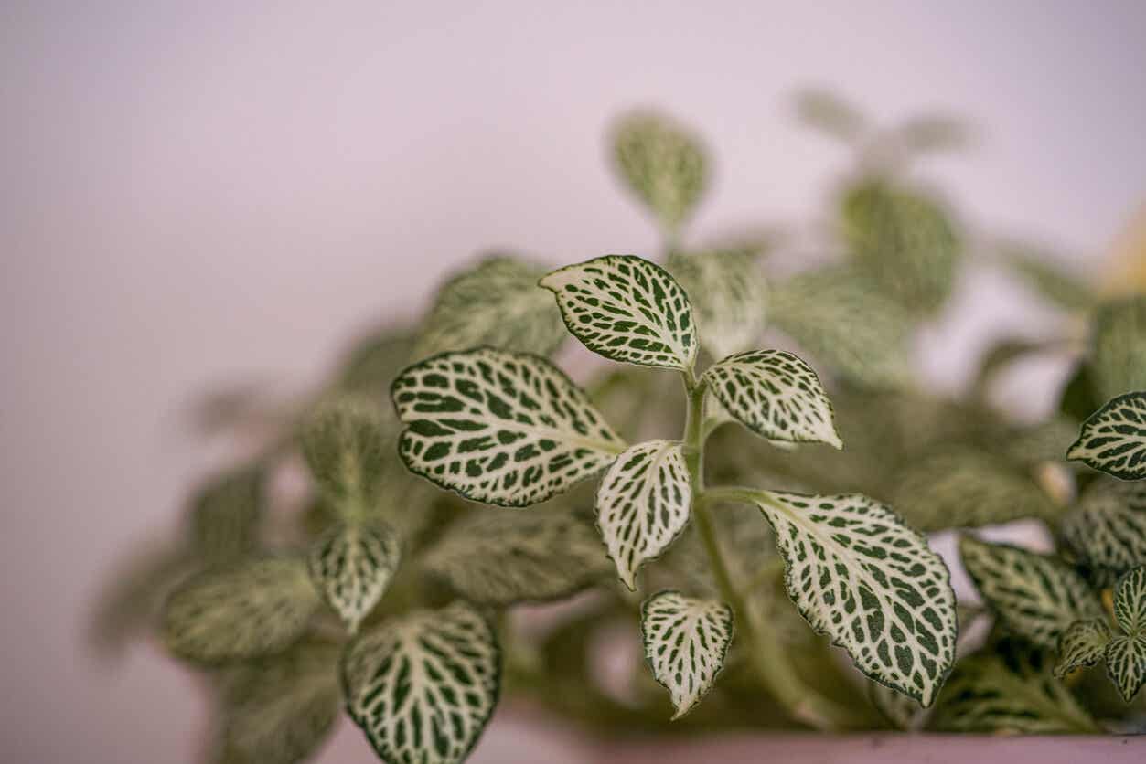 Kleine Pflanzen mit auffälligen Blättern - Fittonia verschaffelti