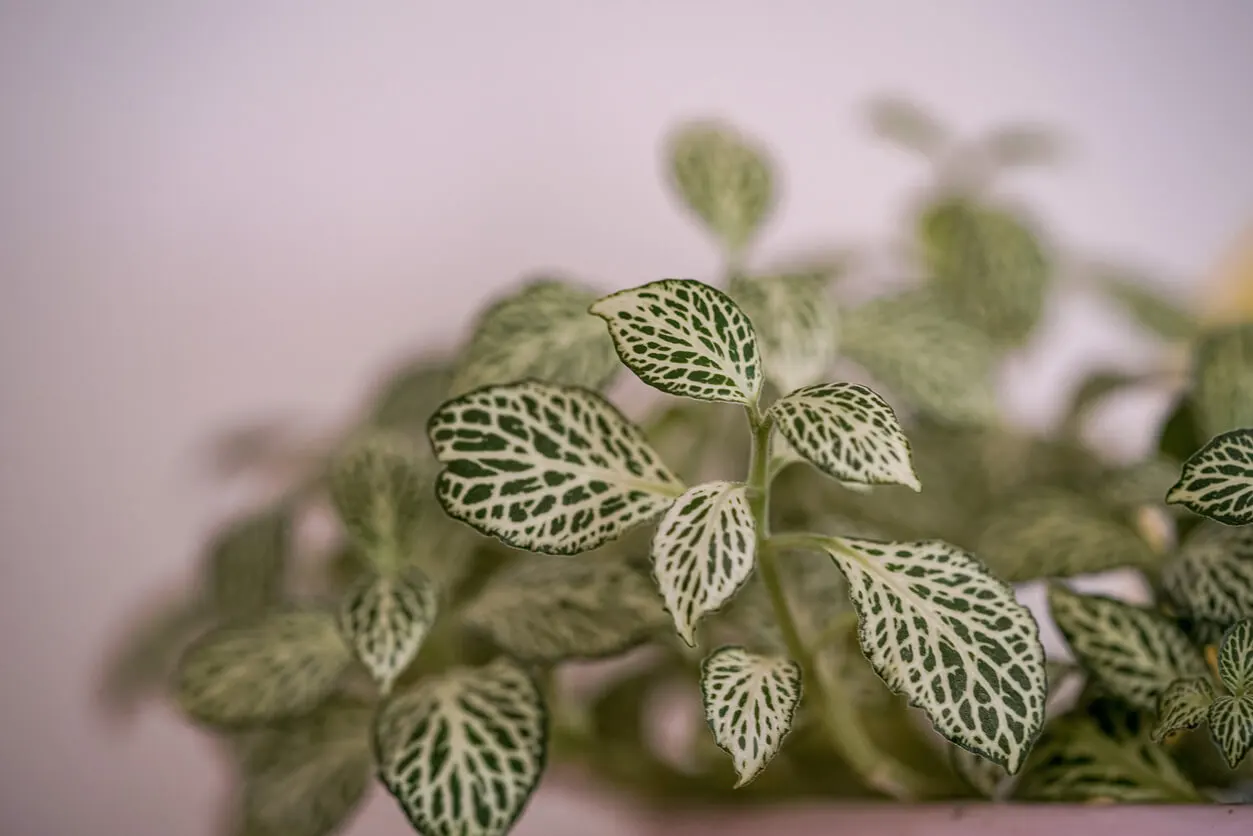 Fittonia verschaffelti.