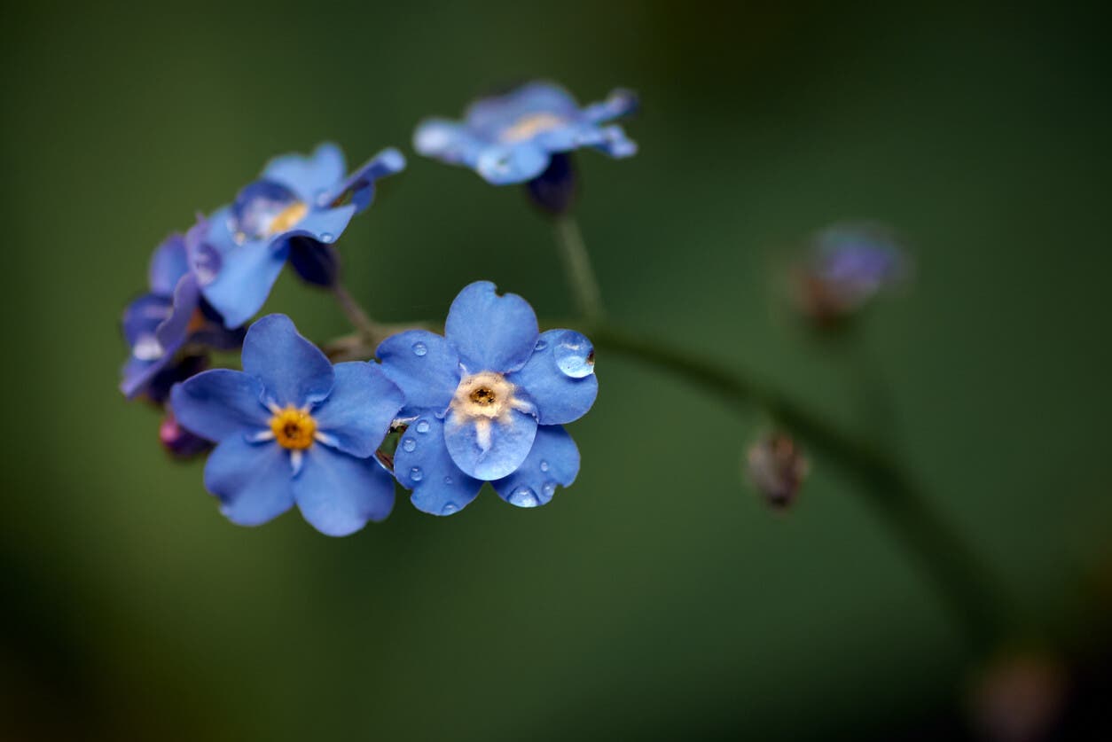 Gotas de rocío en flor de nomeolvides.