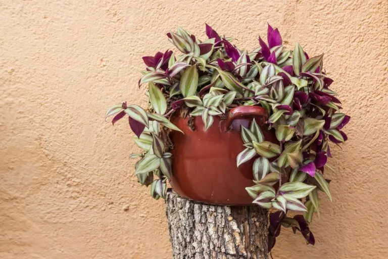 Mira estas 10 plantas pequeñas con hojas llamativas
