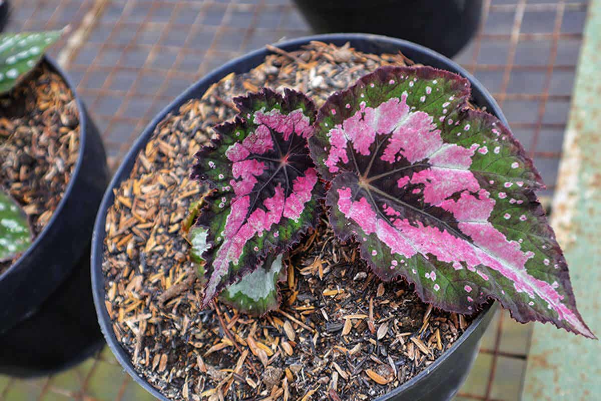 Las Begonia rex tiene dosvariades de todos: verde con blanco y verde con rojo o rosado.