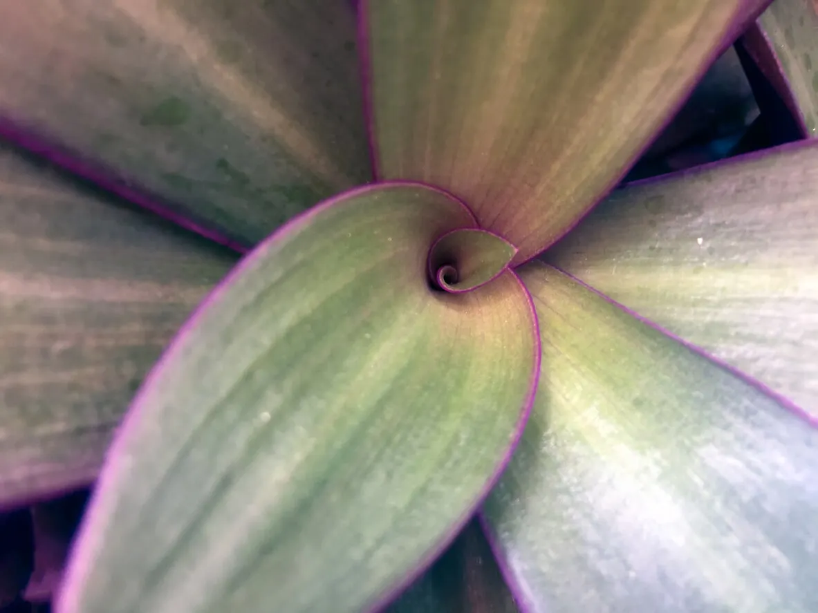 A plant with striking leaves.