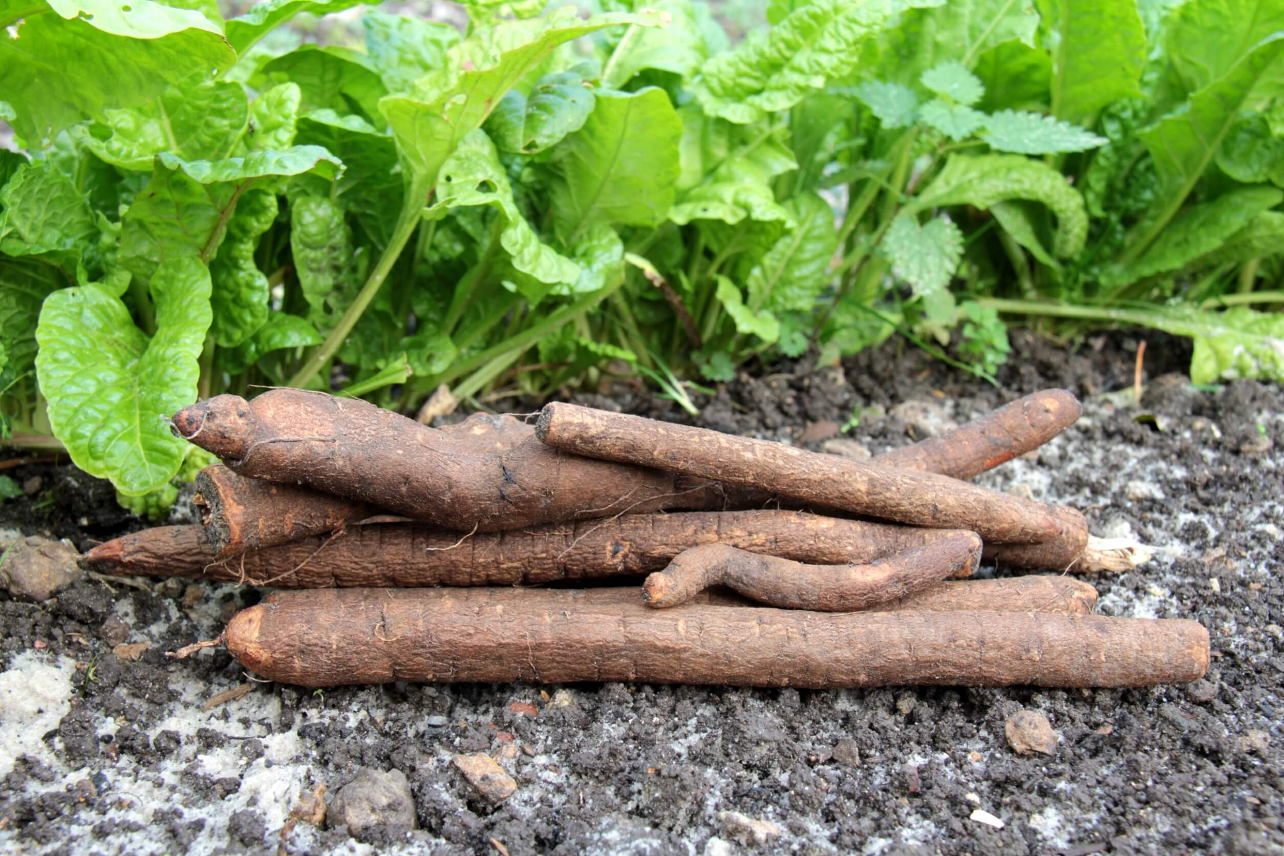 What is salsify and how to include it in the diet? TIme News