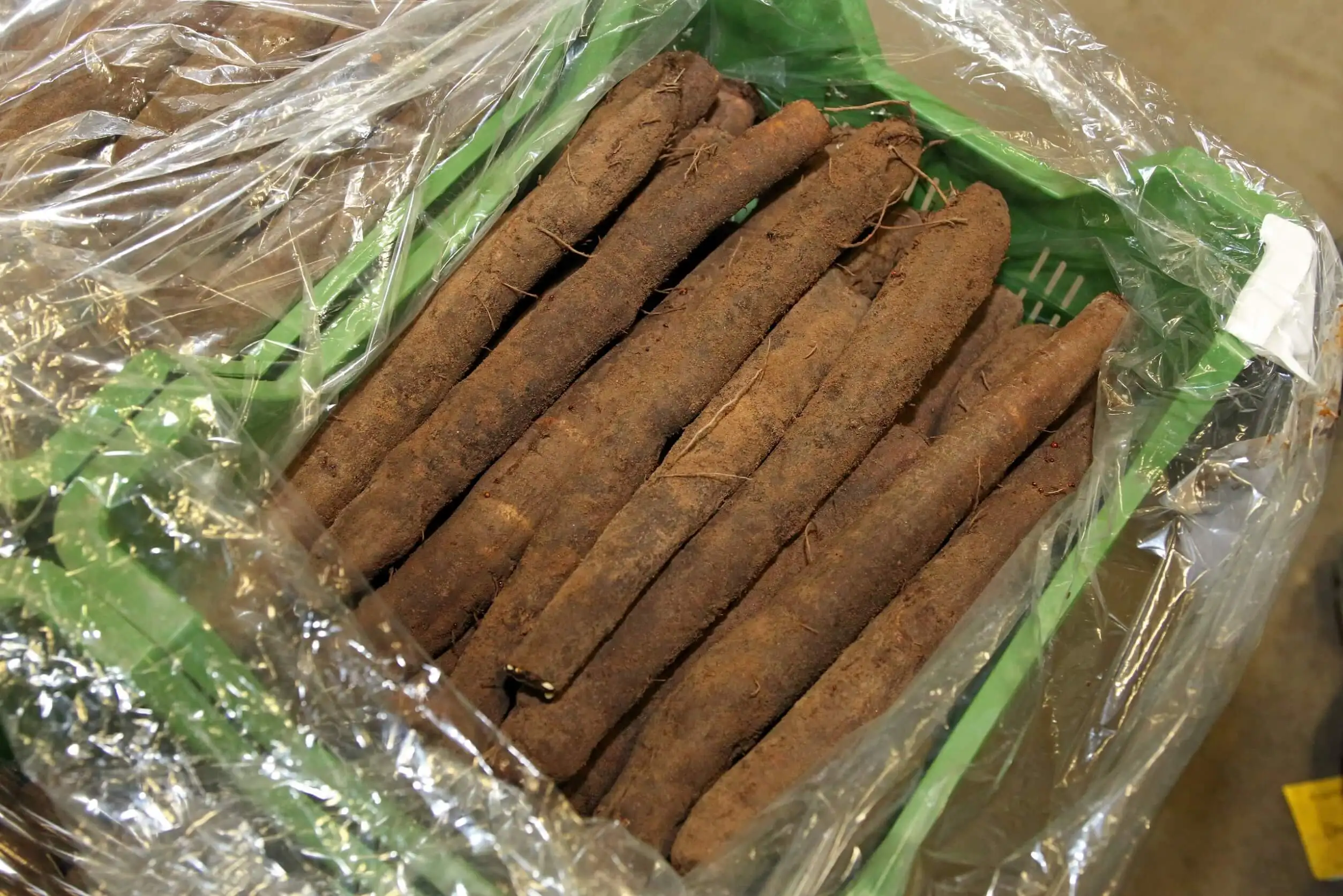 Niektóre salsefii.