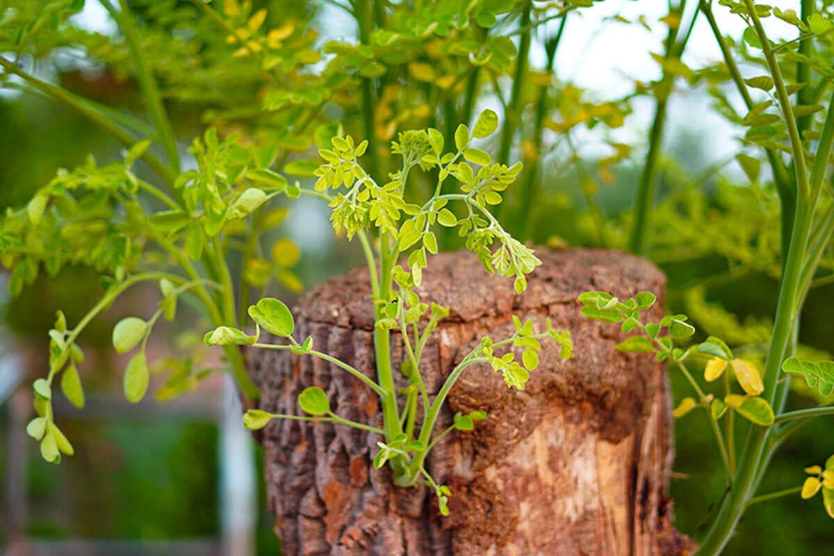 Il existe trois méthodes différentes pour cultiver votre moringa à la maison.