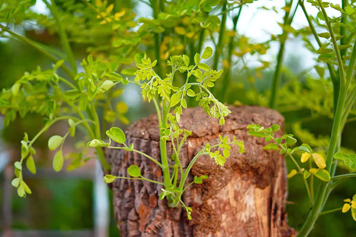 Det finns tre olika metoder genom vilka du kan så din moringa hemma.