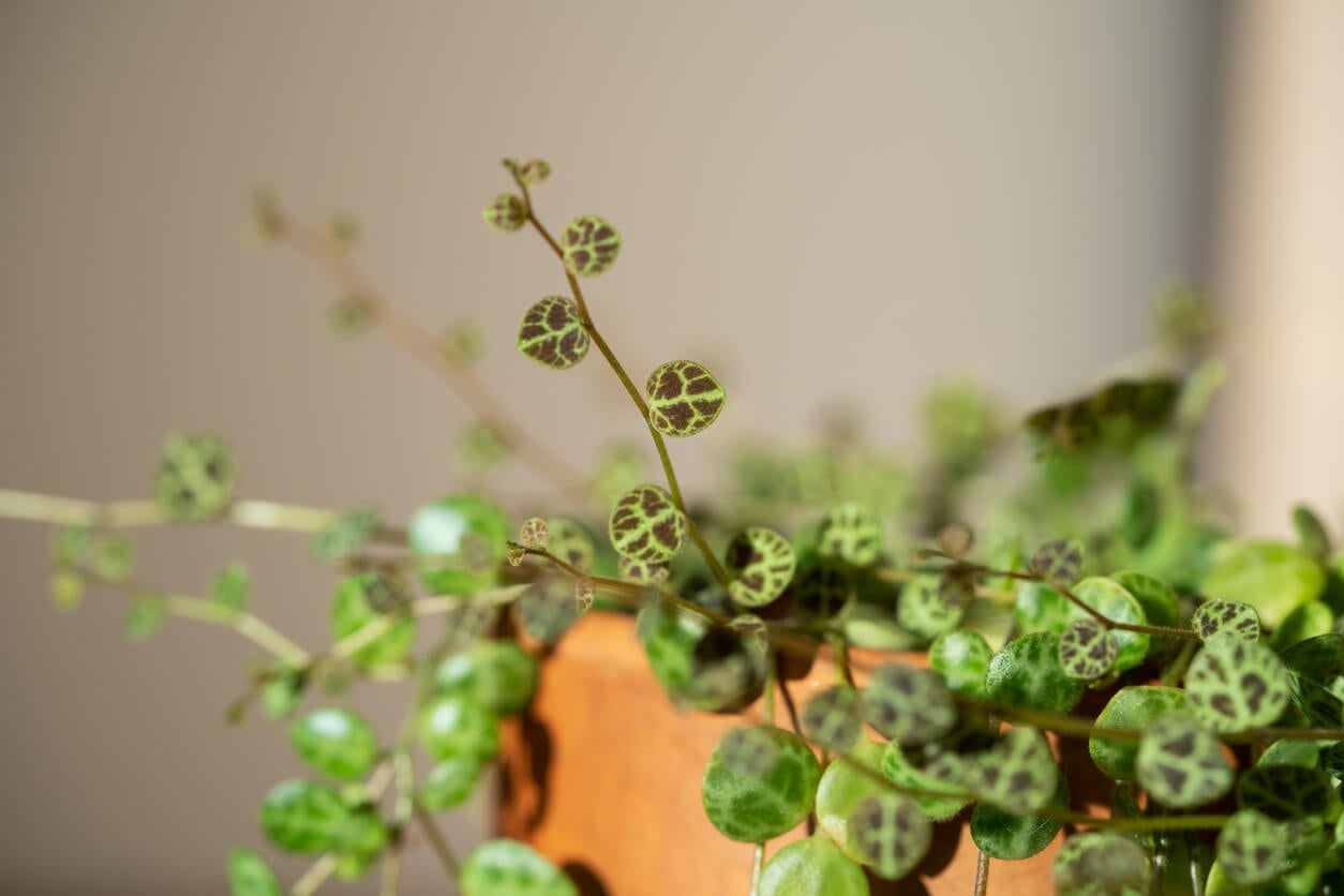 Peperomia prostrata.