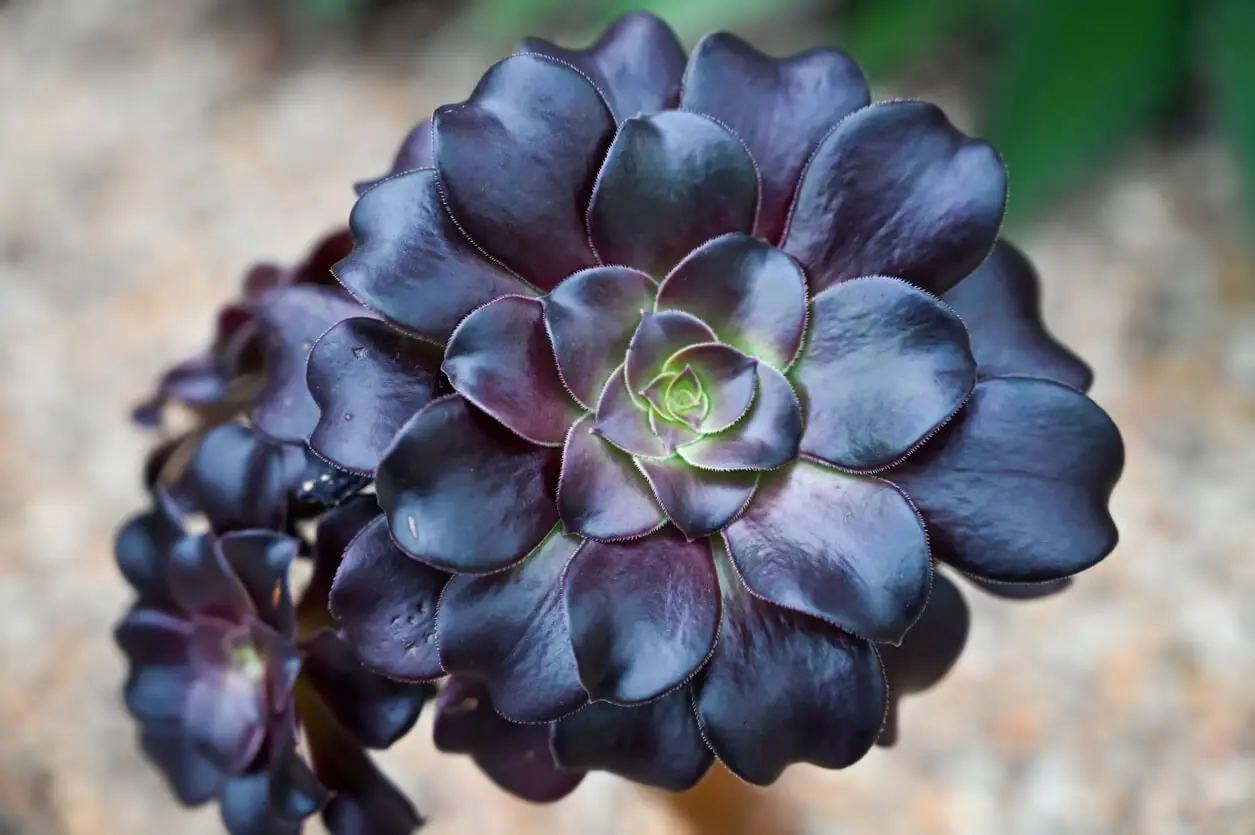 Aeonium arboreum