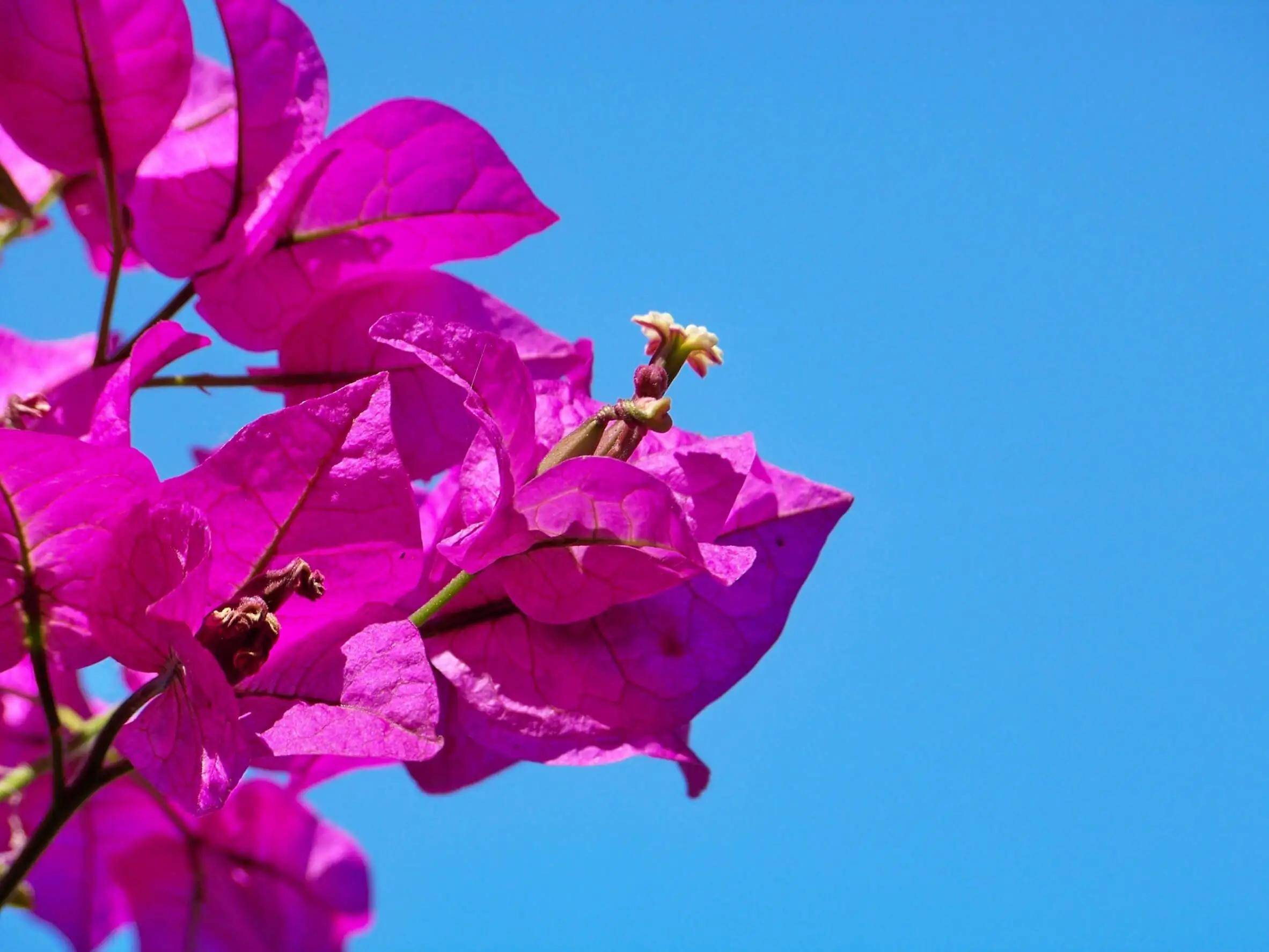 Las flores moradas incluyen las buganvillas