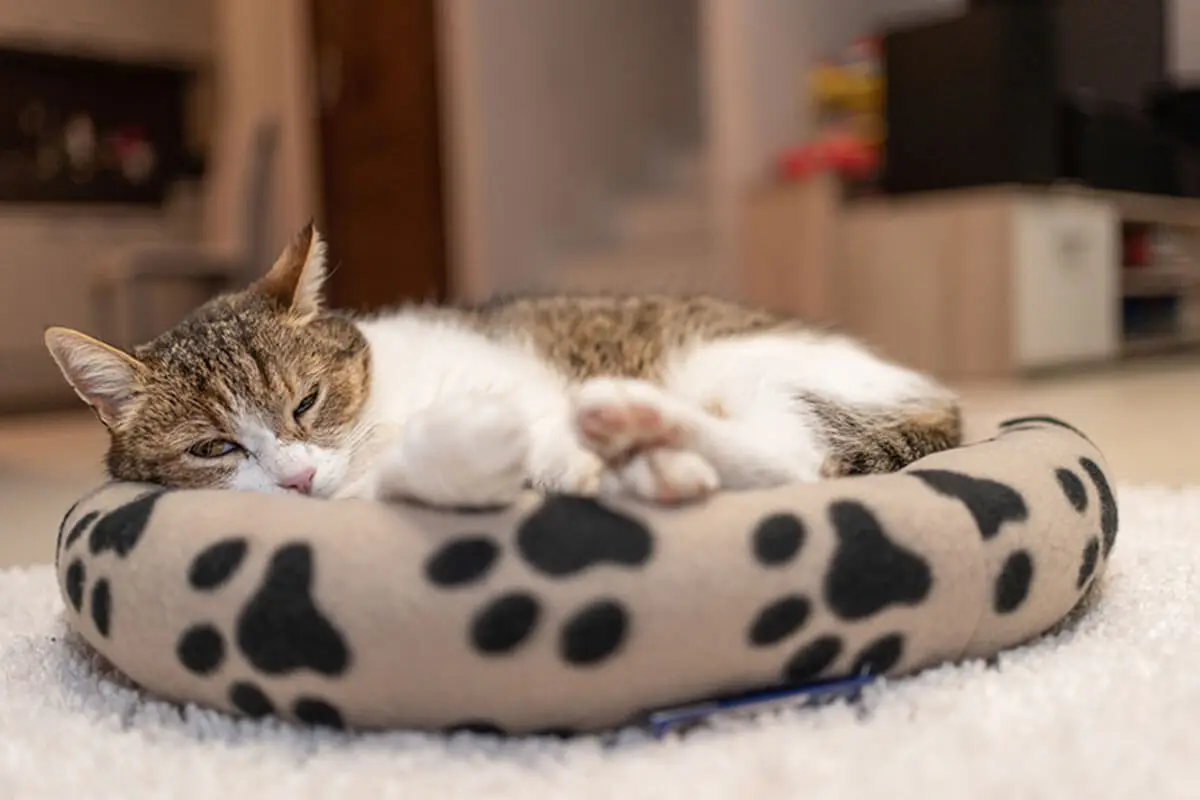 Se o seu gato ou cachorro sofre de alergias de pele, é melhor usar produtos adequados para gatos para lavar suas roupas de cama e cobertores.