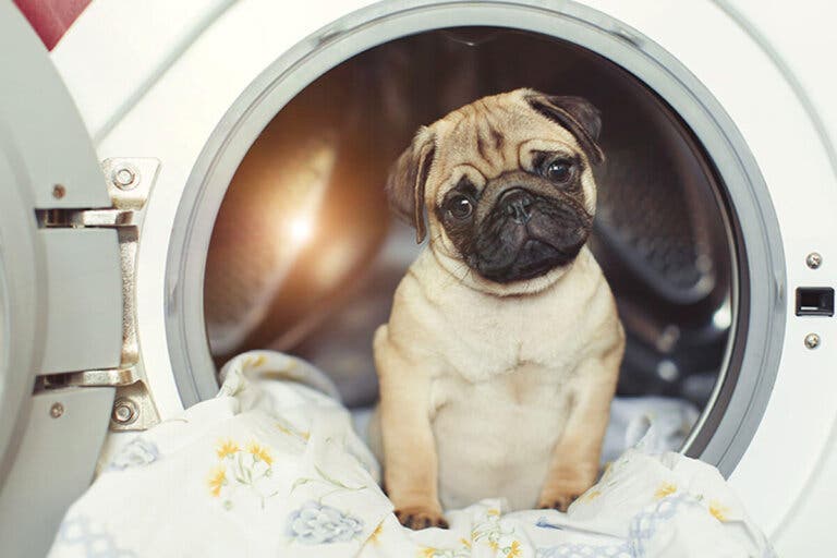 Cama de mascota limpia y segura: 5 consejos esenciales para desinfectarla