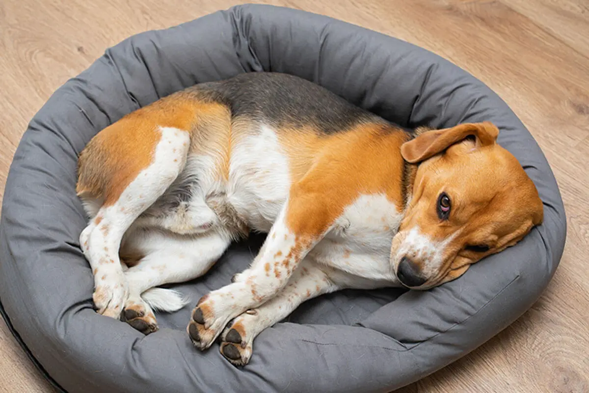 A cama do seu pet costuma acumular muitos pelos, que devem ser aspirados.