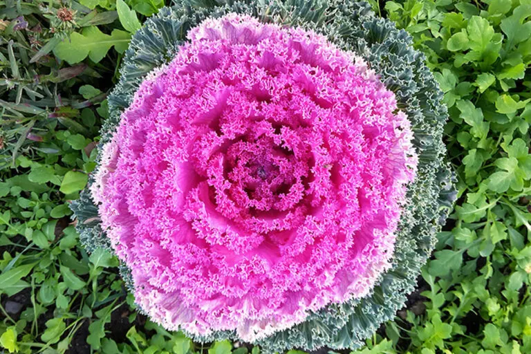 Col ornamental: mejores cuidados y consejos para que crezcan coloridas