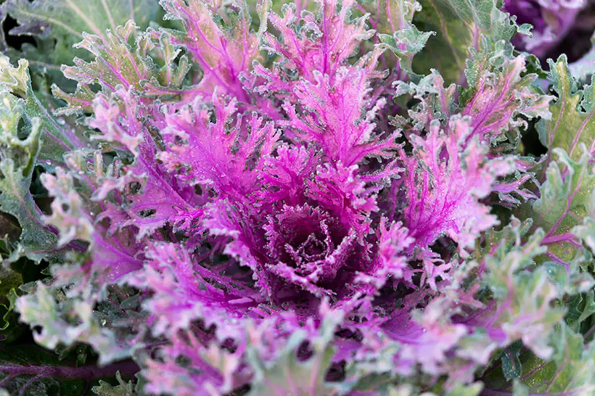 La Coral Queen es un tipo de col ozdobnych que resalta por la forma de sus hojas.