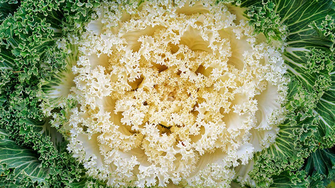 Ornamental cabbage: best care and tips for growing colorful cabbages