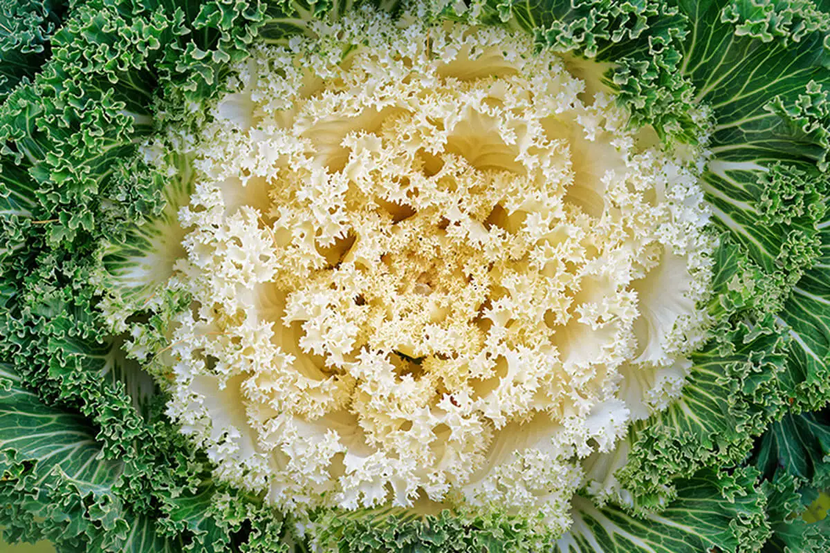 Hay una granvariad de coles ornamentales que varían en sus formas y colores.