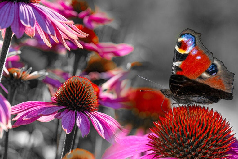 Cómo tener un jardín de mariposas en casa: plantas, cuidados y más consejos