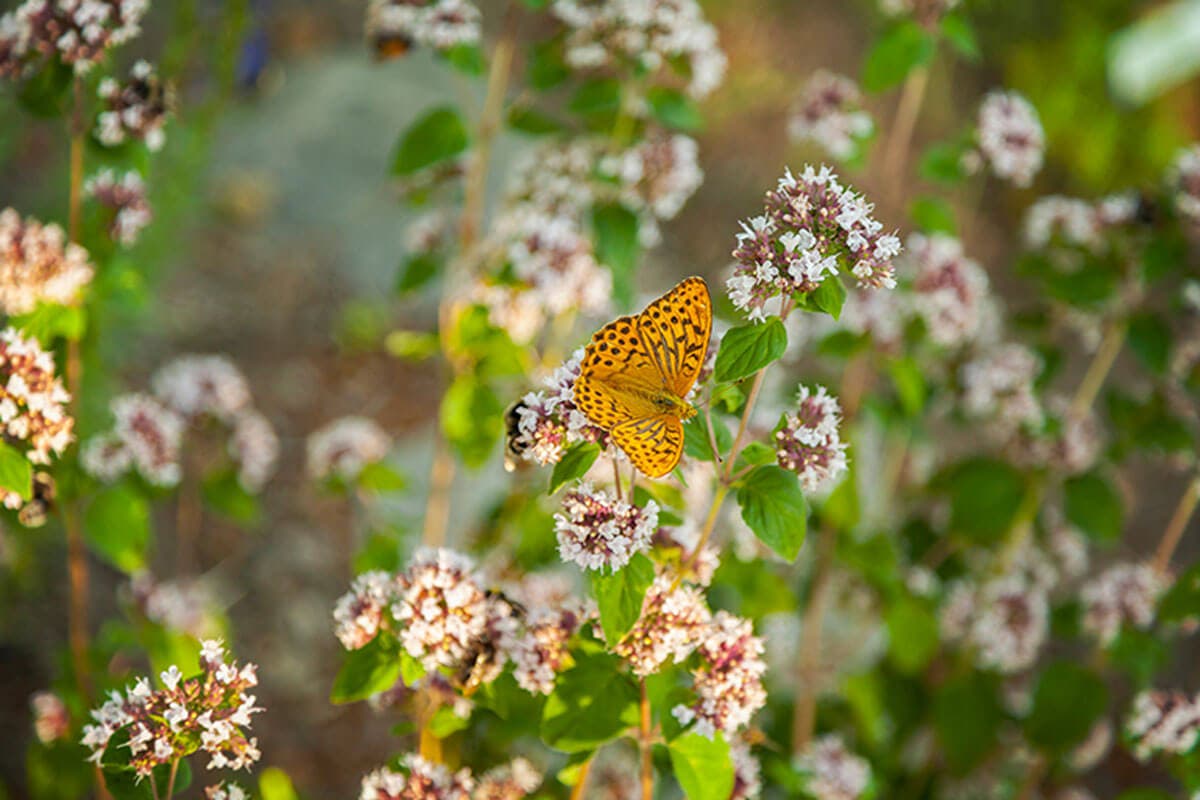 Votre jardin de papillons devra avoir une grande variété de plantes à fleurs aux couleurs vives.